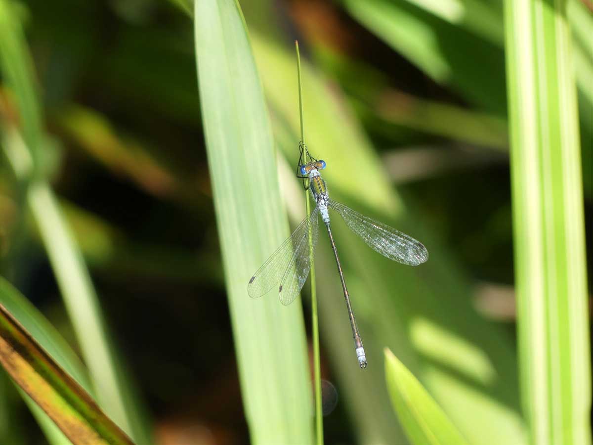 Lestes_sponsa